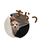 うちのちょびさん2（個別スタンプ：22）