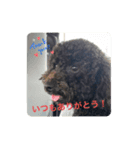 わたしのワンコシリーズ2（個別スタンプ：1）