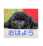 わたしのワンコシリーズ2（個別スタンプ：2）