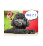 わたしのワンコシリーズ2（個別スタンプ：3）