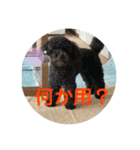 わたしのワンコシリーズ2（個別スタンプ：6）