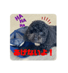 わたしのワンコシリーズ2（個別スタンプ：8）