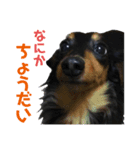 ばりの実写とお犬様の思い出スタンプ（個別スタンプ：7）