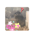 我が家の可愛い大家族 (第4弾)女子チーム（個別スタンプ：12）
