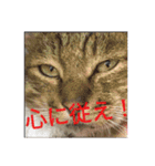 R＆G猫犬レスキュースタンプ（個別スタンプ：4）
