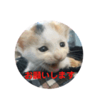 R＆G猫犬レスキュースタンプ（個別スタンプ：6）