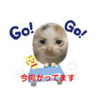 R＆G猫犬レスキュースタンプ（個別スタンプ：7）