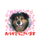 R＆G猫犬レスキュースタンプ（個別スタンプ：8）