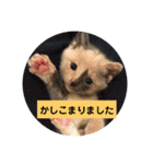 R＆G猫犬レスキュースタンプ（個別スタンプ：9）