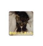 R＆G猫犬レスキュースタンプ（個別スタンプ：10）