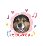 R＆G猫犬レスキュースタンプ（個別スタンプ：13）