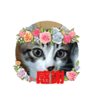 R＆G猫犬レスキュースタンプ（個別スタンプ：15）
