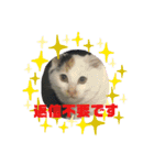 R＆G猫犬レスキュースタンプ（個別スタンプ：16）