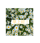 自然の花束（中国語挨拶）（個別スタンプ：3）