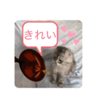 Asacoco ver3.2（個別スタンプ：13）