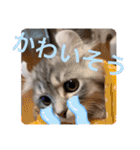 Asacoco ver3.2（個別スタンプ：39）