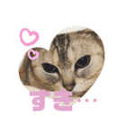 うちのこビビ（個別スタンプ：1）