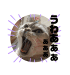 うちのこビビ（個別スタンプ：3）