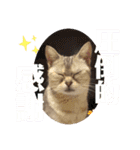 うちのこビビ（個別スタンプ：4）