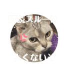 うちのこビビ（個別スタンプ：5）