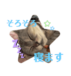 うちのこビビ（個別スタンプ：8）