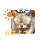 うちのこビビ（個別スタンプ：10）