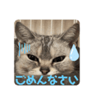 うちのこビビ（個別スタンプ：13）