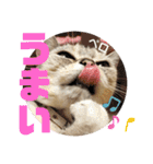 うちのこビビ（個別スタンプ：14）