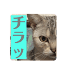 うちのこビビ（個別スタンプ：16）