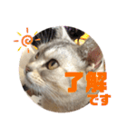 うちのこビビ（個別スタンプ：18）