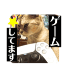 うちのこビビ（個別スタンプ：21）