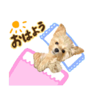 マルプーʕ•ᴥ•ʔシフォンの日常スタンプ❤︎（個別スタンプ：1）