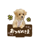 マルプーʕ•ᴥ•ʔシフォンの日常スタンプ❤︎（個別スタンプ：3）