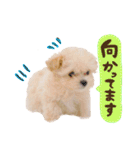 マルプーʕ•ᴥ•ʔシフォンの日常スタンプ❤︎（個別スタンプ：5）