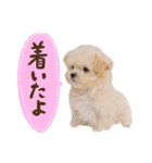 マルプーʕ•ᴥ•ʔシフォンの日常スタンプ❤︎（個別スタンプ：6）