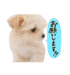マルプーʕ•ᴥ•ʔシフォンの日常スタンプ❤︎（個別スタンプ：8）