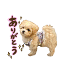 マルプーʕ•ᴥ•ʔシフォンの日常スタンプ❤︎（個別スタンプ：13）