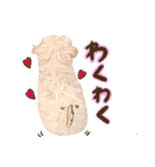 マルプーʕ•ᴥ•ʔシフォンの日常スタンプ❤︎（個別スタンプ：17）