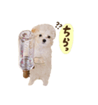 マルプーʕ•ᴥ•ʔシフォンの日常スタンプ❤︎（個別スタンプ：19）