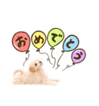 マルプーʕ•ᴥ•ʔシフォンの日常スタンプ❤︎（個別スタンプ：29）