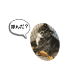 スタンプ104（個別スタンプ：11）