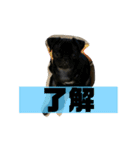 黒パグのモモちゃんスタンプ（個別スタンプ：5）