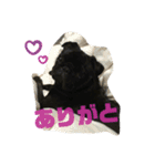 黒パグのモモちゃんスタンプ（個別スタンプ：12）