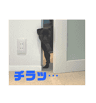 黒パグのモモちゃんスタンプ（個別スタンプ：13）