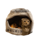 スコのちーちゃん1（個別スタンプ：13）