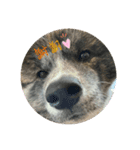 秋田犬はじめくん（個別スタンプ：1）