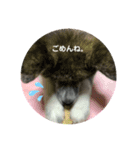 秋田犬はじめくん（個別スタンプ：3）