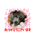 秋田犬はじめくん（個別スタンプ：7）