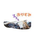 柴犬ももpart4（個別スタンプ：3）