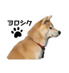 柴犬ももpart4（個別スタンプ：5）